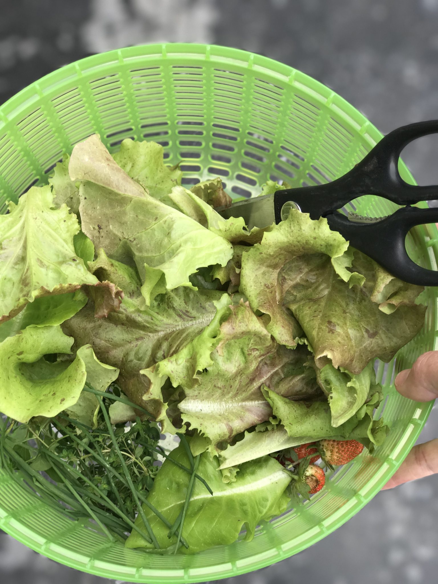 Fresh cut salad greens Smart In The Kitchen